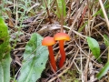 Hygrocybe miniata