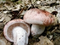 Hygrophorus_russula.jpg