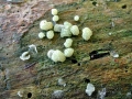 Hypocrea gelatinosa
