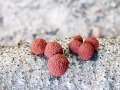 Hypoxylon_fragiforme.jpg