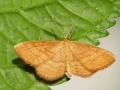 Idaea_ochrata.jpg