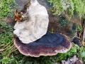 Ischnoderma_benzoinum.jpg