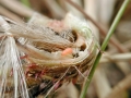 Jaapiella_cirsiicola_Larve.jpg