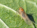 Javesella pellucida