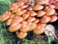 Kuehneromyces mutabilis