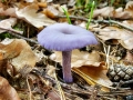 Laccaria amethystea