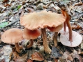 Laccaria_proxima.jpg