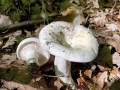 Lactifluus_piperatus.jpg