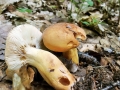 Lactifluus_volemus.jpg