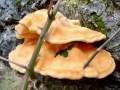 Laetiporus_sulphureus.jpg