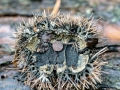 Lanzia_echinophila.jpg
