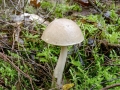 Leccinum nucatum