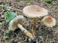Lepiota magnispora