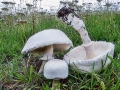 Leucoagaricus leucothites