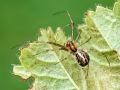 Linyphia_triangularis_Weibchen.jpg