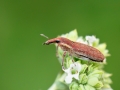 Lixus_vilis.jpg