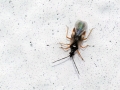 Loricula_cf_bipunctata.jpg