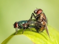 Lucilia_illustris_Paarung.jpg
