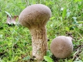 Lycoperdon_excipuliforme.jpg