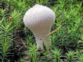 Lycoperdon perlatum