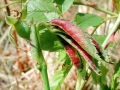 Macrolabis luceti