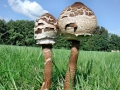 Macrolepiota_procera.jpg