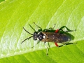Macrophya_punctumalbum_Weibchen.jpg