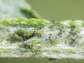 Macrosiphoniella tanacetaria