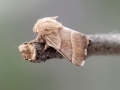 Malacosoma_neustria_Maennchen.jpg