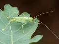 Meconema_thalassinum_Weibchen.jpg
