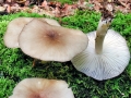 Megacollybia_platyphylla.jpg