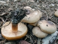 Melanoleuca cognata