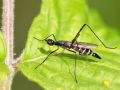 Micropeza corrigiolata