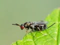 Monodontomerus_aeneus_Weibchen.jpg