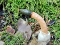 Mutinus_caninus.jpg