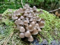 Mycena alcalina