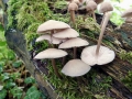 Mycena_galericulata.jpg
