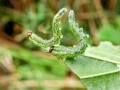 Nematus alniastri