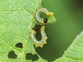 Nematus pavidus