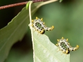 Nematus_septentrionalis_Larven.jpg