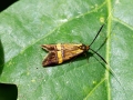 Nemophora_degeerella_Artkomplex_Weibchen.jpg