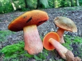 Neoboletus_luridiformis_var_luridiformis.jpg