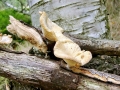 Neofavolus_suavissimus.jpg