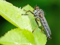 Neoitamus_cyanurus_Maennchen.jpg