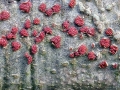 Neonectria_coccinea.jpg
