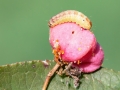 Nephopterix_angustella_Raupe.jpg
