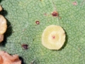 Neuroterus_albipes_albipes.jpg