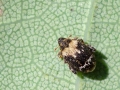 Orchestes_hortorum.jpg