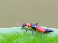 Paederus_cf_littoralis.jpg