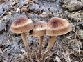 Panaeolus_cinctulus.jpg